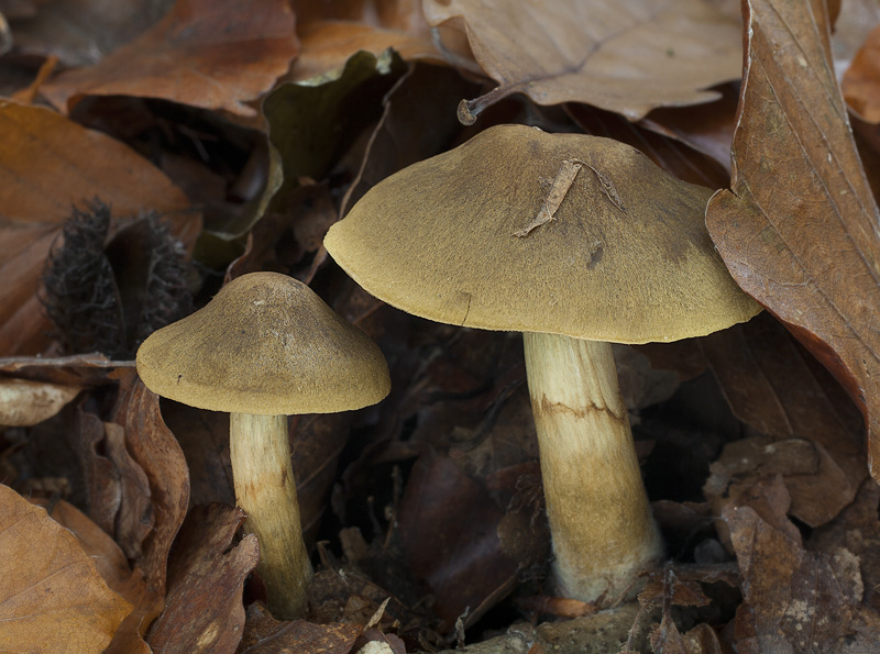 Cortinarius olivaceofuscus